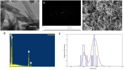 Synergistic Effect of Diallyl Sulfide With Zinc Oxide Nanorods: A Novel and Effective Approach for Treatment of Acute Dermatitis in Model Animals